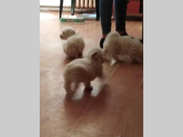 kovrdževi bišon štenci sa papirima besplatni mali oglasi