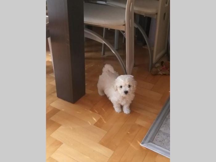 kovrdžavi bišon štenci izložbenog kvaliteta besplatni mali oglasi