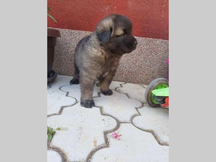 šarplaninci štenci povoljno besplatni mali oglasi