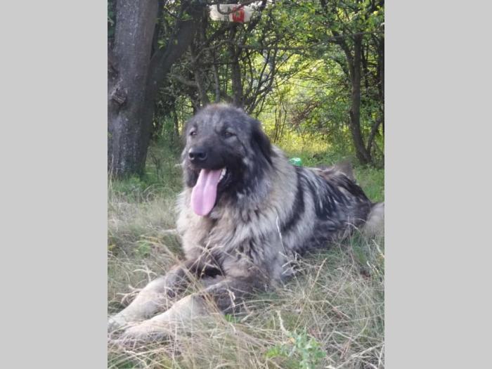 šarplaninci štenci povoljno besplatni mali oglasi