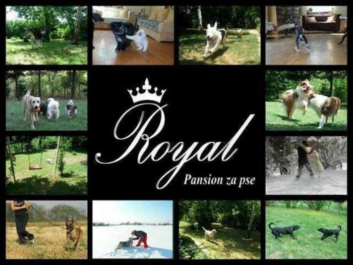 pansion za pse royal beograd besplatni mali oglasi