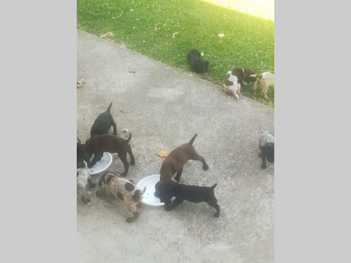 štenci nemačkog kratkodlakog ptičara besplatni mali oglasi