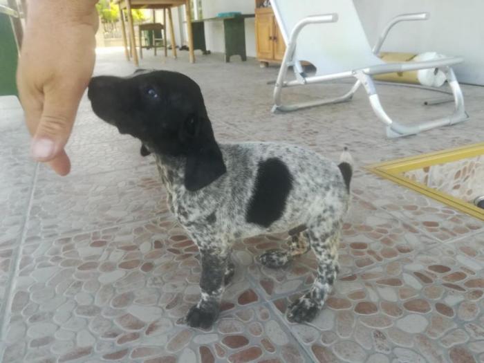 štenci nemačkog kratkodlakog ptičara besplatni mali oglasi