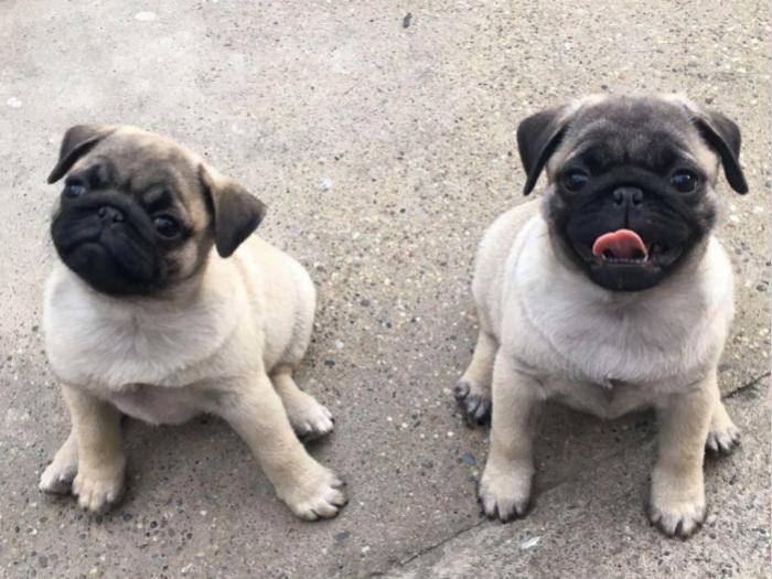 mops ženski štenci na prodaju besplatni mali oglasi