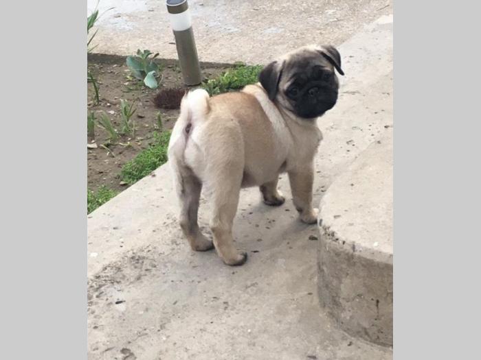 mops ženski štenci na prodaju besplatni mali oglasi