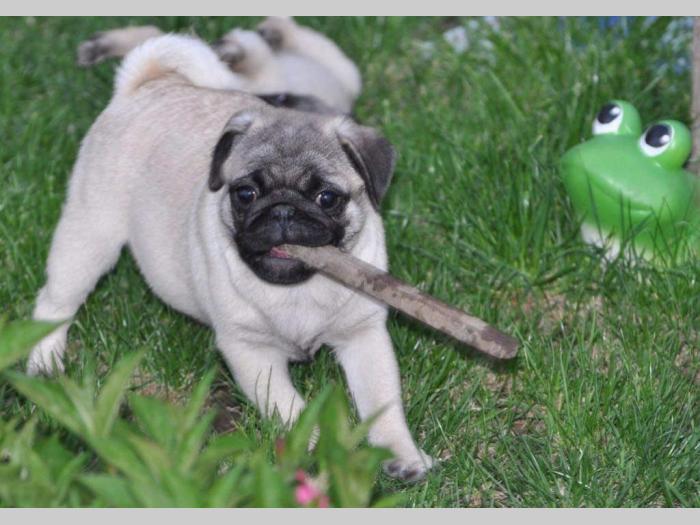mops ženski štenci na prodaju besplatni mali oglasi
