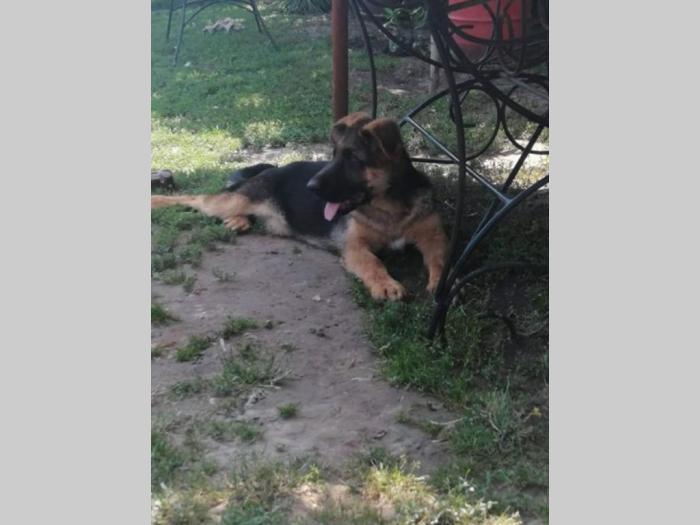 nemački ovčar dva mužjaka besplatni mali oglasi