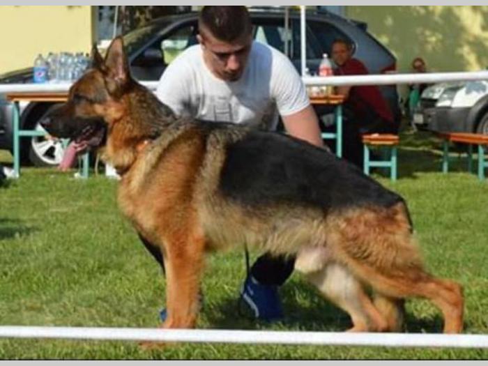 nemački ovčar dva mužjaka besplatni mali oglasi