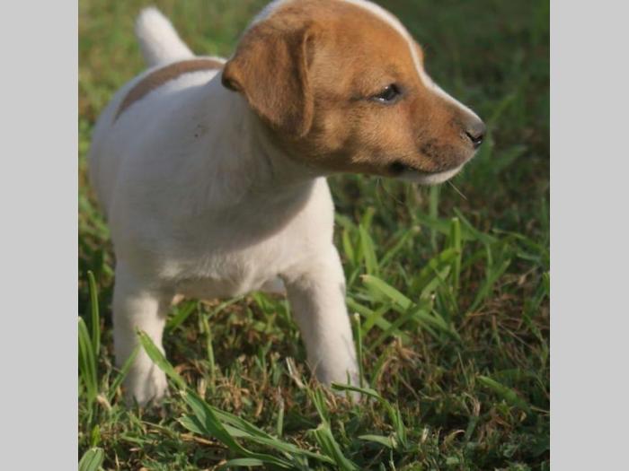 jack russel terrier štenci besplatni mali oglasi