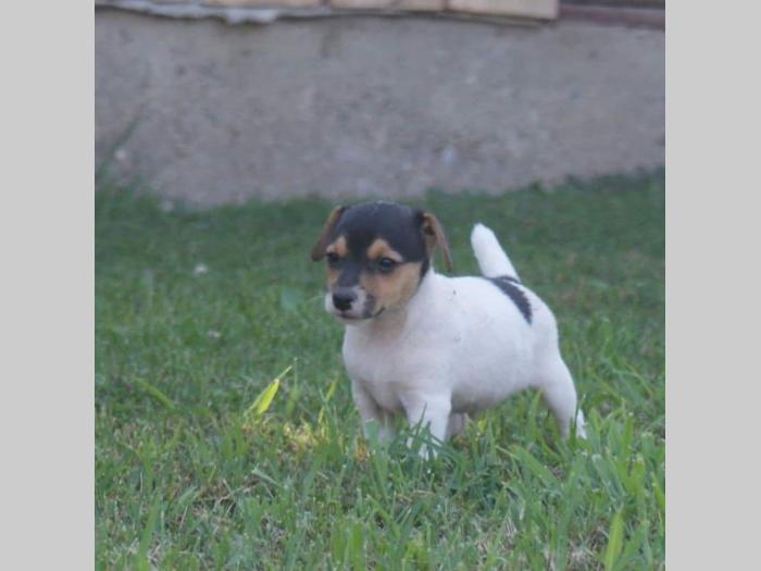 jack russel terrier štenci besplatni mali oglasi