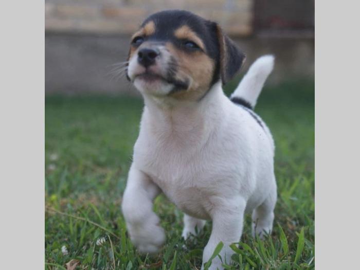 jack russel terrier štenci besplatni mali oglasi