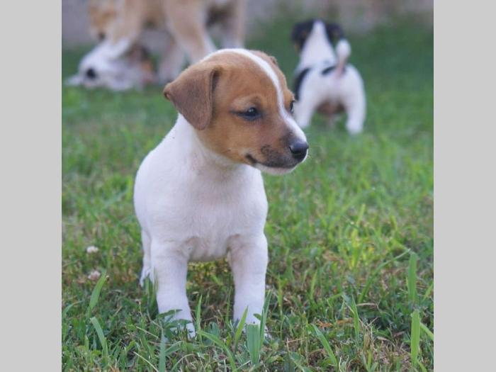jack russel terrier štenci besplatni mali oglasi