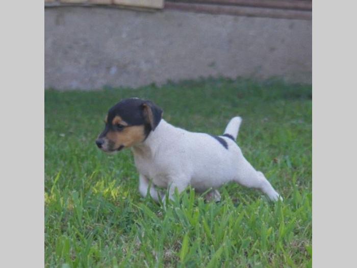 jack russel terrier štenci besplatni mali oglasi