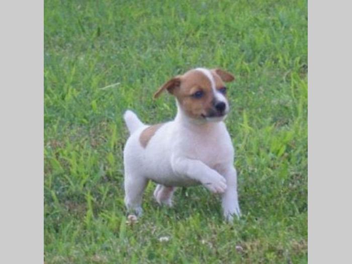 jack russel terrier štenci besplatni mali oglasi