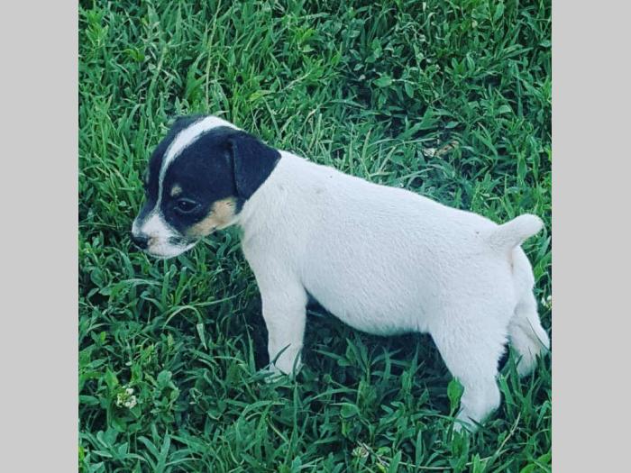 jack russel terrier štenci besplatni mali oglasi
