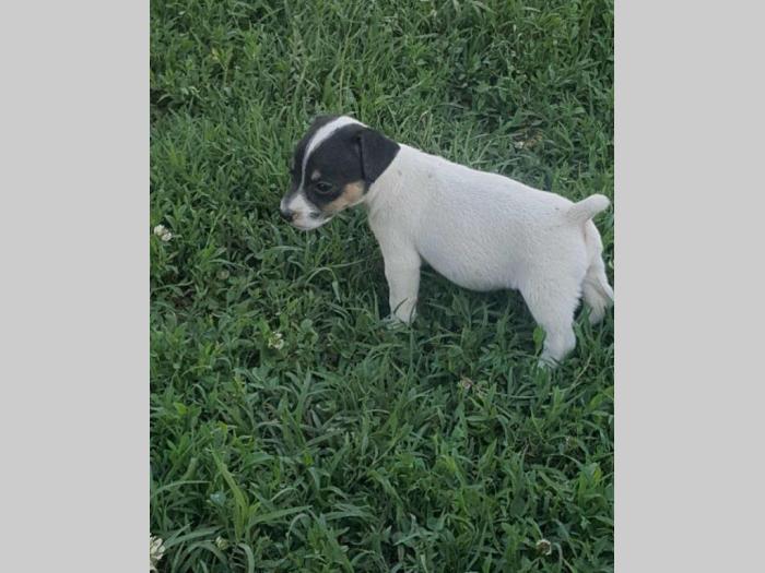 jack russel terrier štenci besplatni mali oglasi