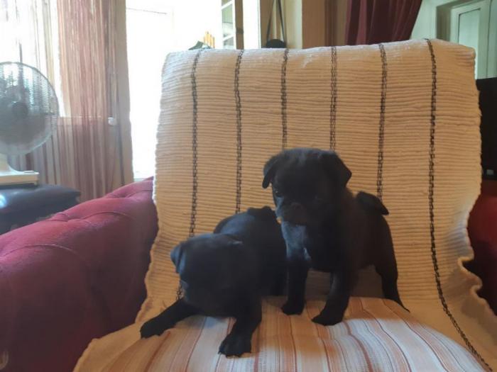 mops dva crna muška šteneta besplatni mali oglasi