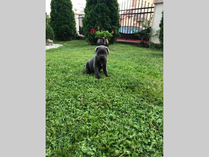 cane corso štenci besplatni mali oglasi