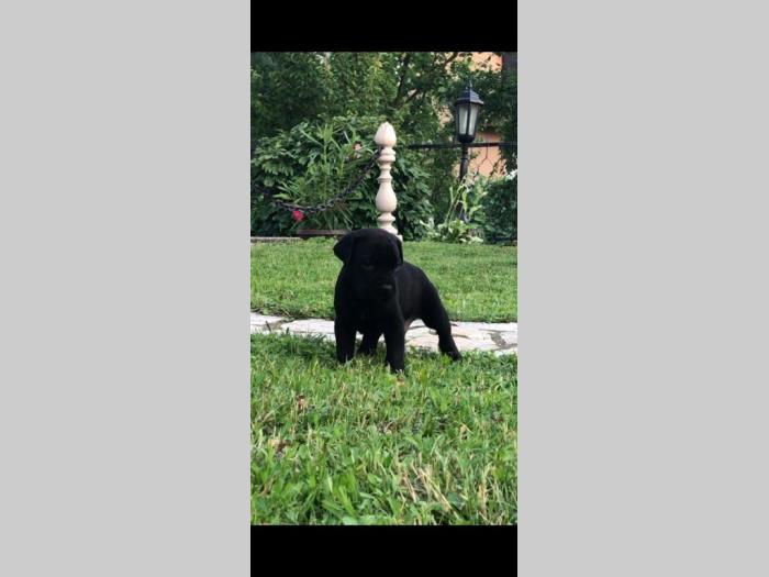 cane corso štenci besplatni mali oglasi