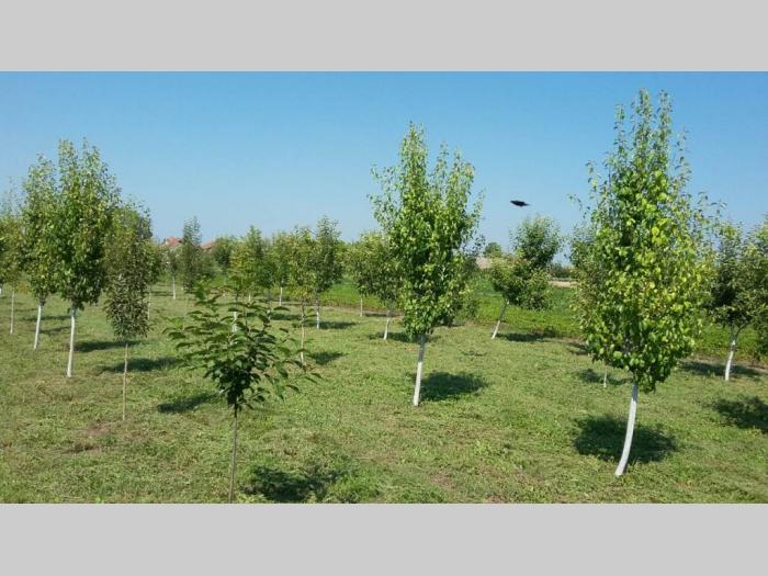 prodajem kuću u zmajevu na 24km od novog sada besplatni mali oglasi