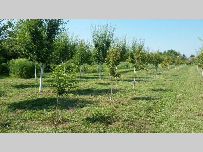 prodajem kuću u zmajevu na 24km od novog sada besplatni mali oglasi