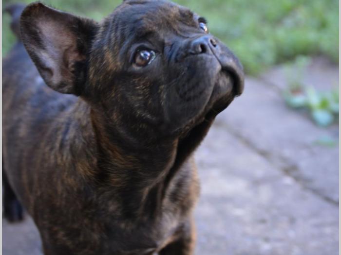 francuski buldog,prelepi štenci besplatni mali oglasi
