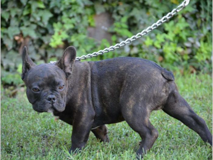 francuski buldog,prelepi štenci besplatni mali oglasi