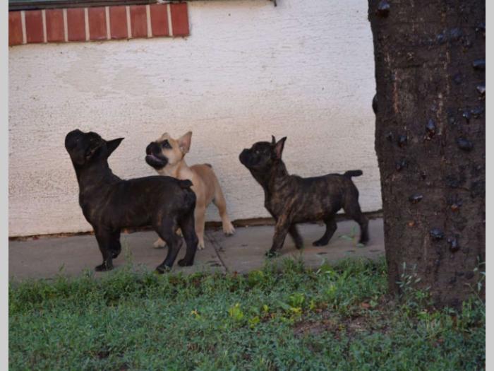 francuski buldog,prelepi štenci besplatni mali oglasi