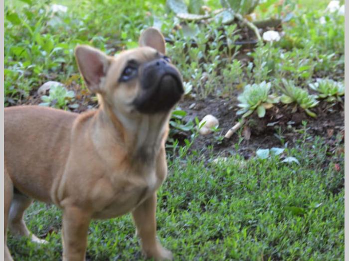 francuski buldog,prelepi štenci besplatni mali oglasi