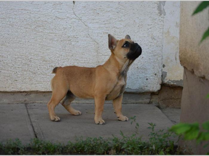 francuski buldog,prelepi štenci besplatni mali oglasi
