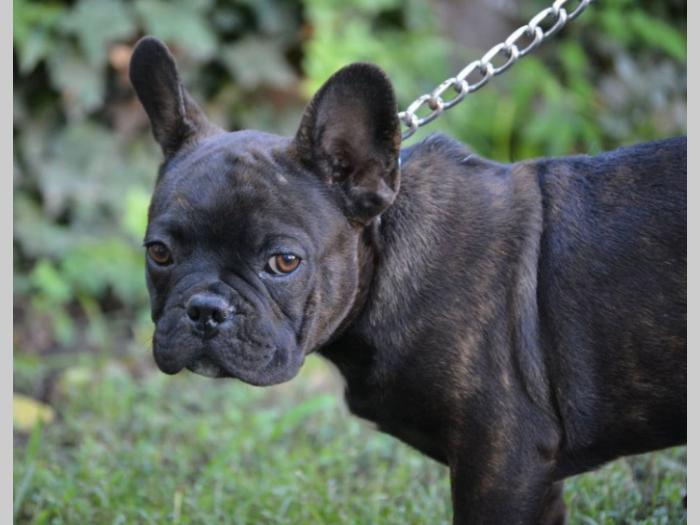 francuski buldog,prelepi štenci besplatni mali oglasi