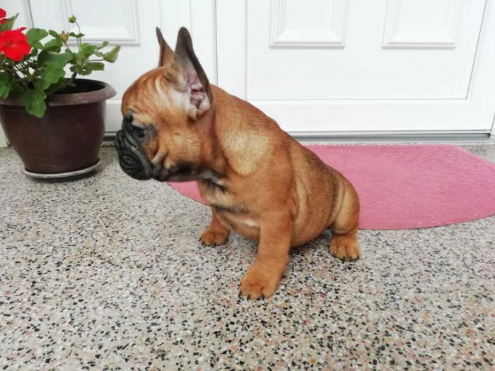 francuski buldog, prelepi štenci, povoljno besplatni mali oglasi