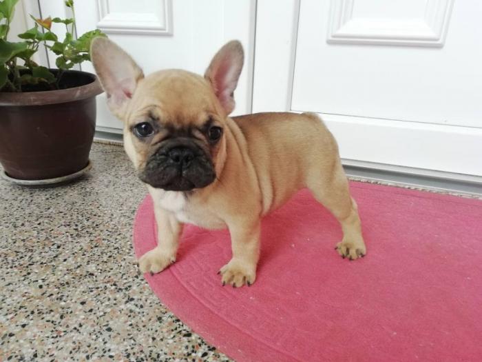 francuski buldog, prelepi štenci, povoljno besplatni mali oglasi