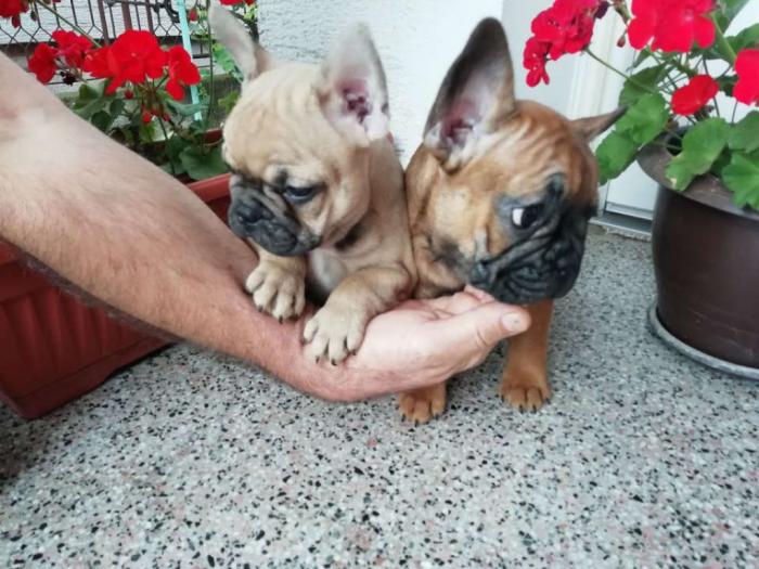 francuski buldog, prelepi štenci, povoljno besplatni mali oglasi