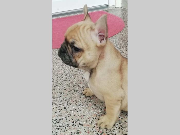 francuski buldog, prelepi štenci, povoljno besplatni mali oglasi