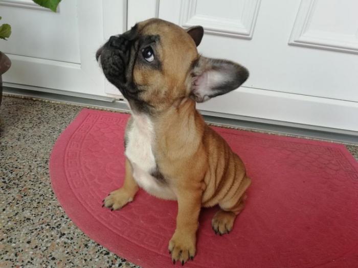 francuski buldog, prelepi štenci, povoljno besplatni mali oglasi