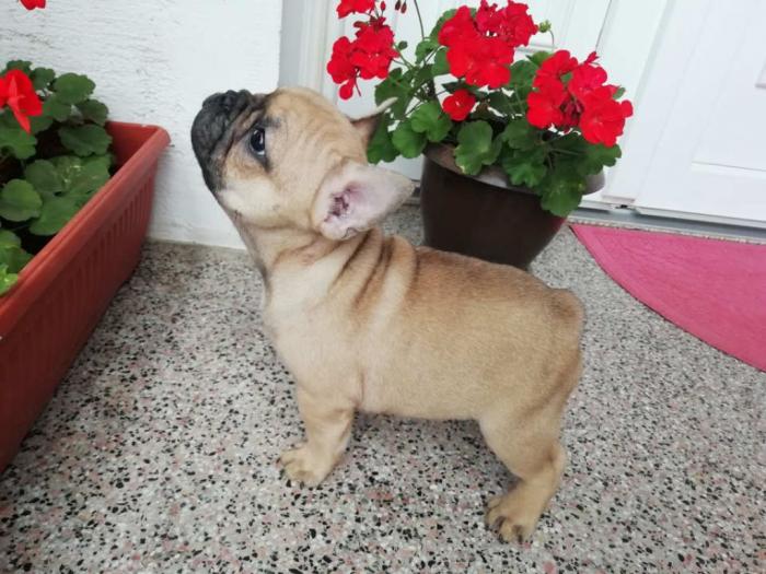 francuski buldog, prelepi štenci, povoljno besplatni mali oglasi
