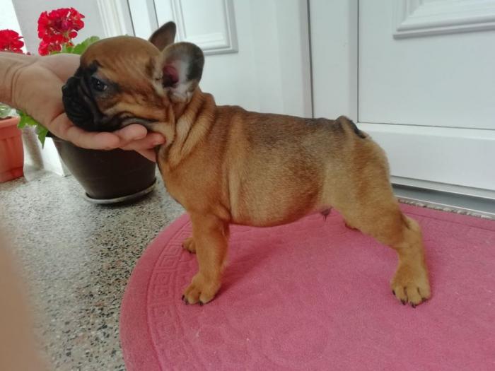 francuski buldog, prelepi štenci, povoljno besplatni mali oglasi