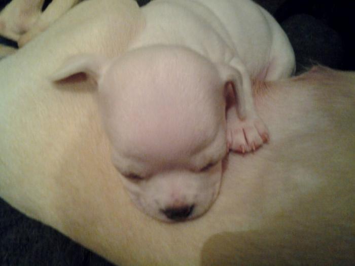 mini čivave princess chihuahua besplatni mali oglasi