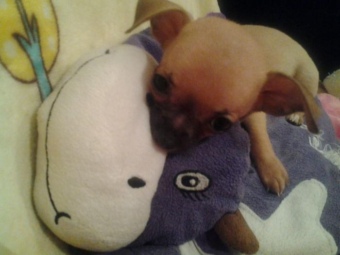 mini čivave princess chihuahua besplatni mali oglasi