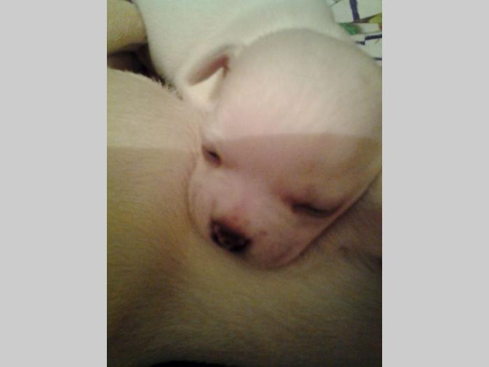 mini čivave princess chihuahua besplatni mali oglasi