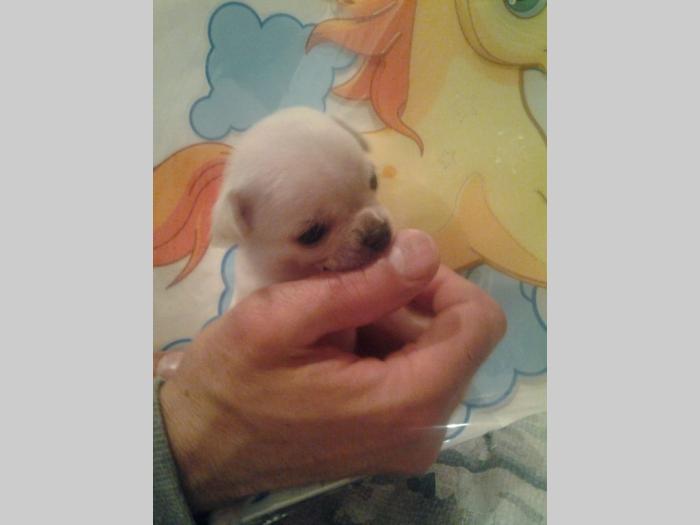mini čivave princess chihuahua besplatni mali oglasi