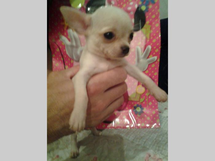 mini čivave princess chihuahua besplatni mali oglasi