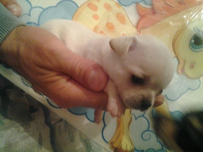 mini čivave princess chihuahua besplatni mali oglasi