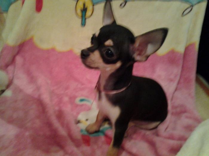 mini čivave princess chihuahua besplatni mali oglasi