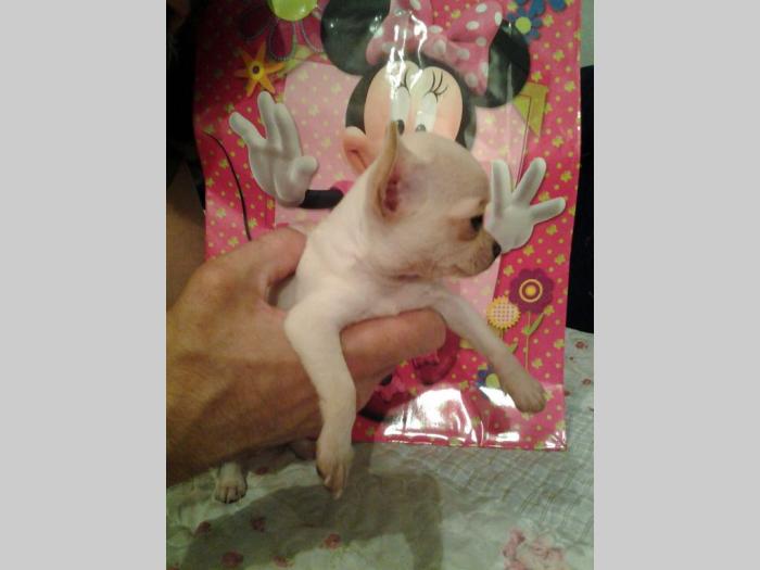 mini čivave princess chihuahua besplatni mali oglasi