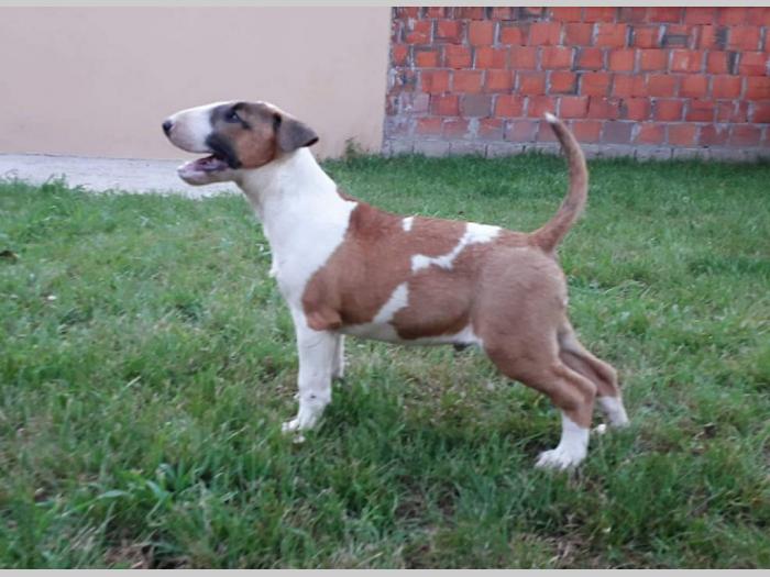 muško štene bul terijer od 3 meseca, besplatni mali oglasi