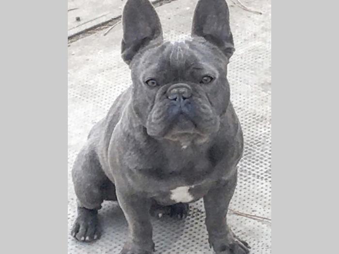 francuski buldog plavi mužjak otvoren za parenje besplatni mali oglasi