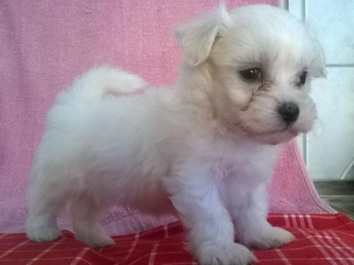 maltezeri, izuzetno lepa štenad besplatni mali oglasi