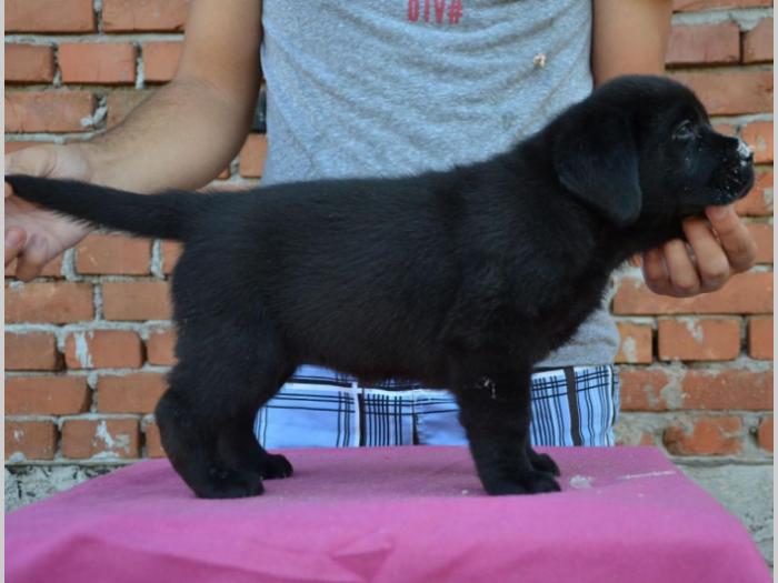 labrador retriver štenci vrhunskog porekla besplatni mali oglasi